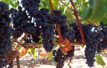 images/categorieimages/Malvasia Nera.jpg